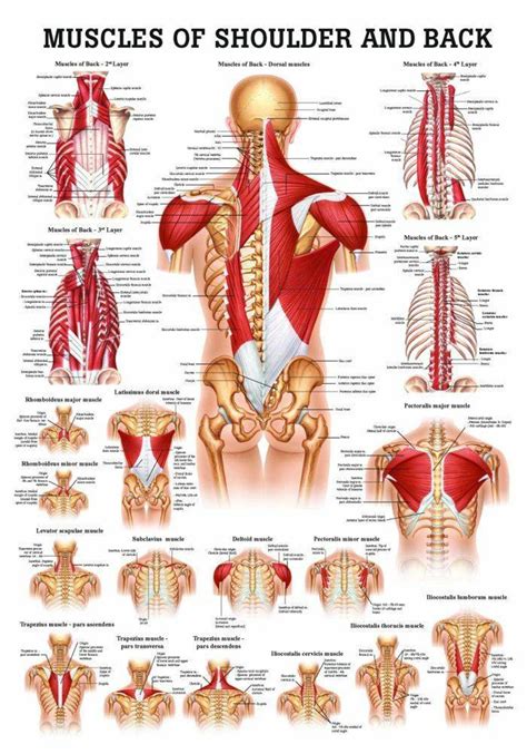 Rudiger Anatomie - Muscles of the Shoulder and Back Laminated Anatomy Chart