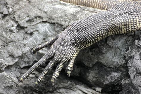 Premium Photo | Close up of a lizards arm and claws