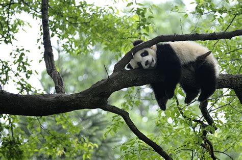 Giant Panda Sleeping, Panda, Giant, Bear, Three, HD wallpaper | Peakpx