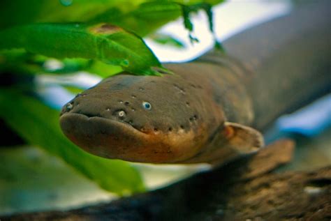 Wildlife Views: The amazing electrical capabilities of the electric eel