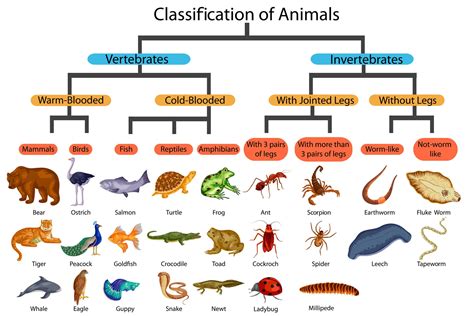 Classification Of Living Things 5 Kingdoms