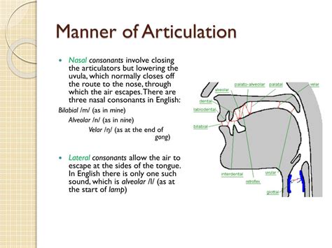 PPT - PHONOLOGY PowerPoint Presentation, free download - ID:2227590