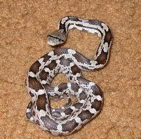 kingsnake.com photo gallery > Rat Snakes > Baby Grey rat snake