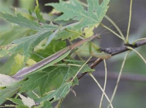 Garden Thugs: Chinese, European and Narrow Winged Mantises | Transition ...