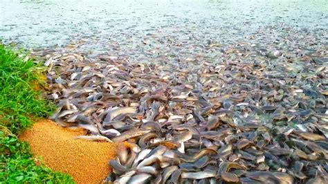 Hybrid Magur Fish Farming Business In India || Million Catfish Eating Food In Poond ||হাইব্রিড ...