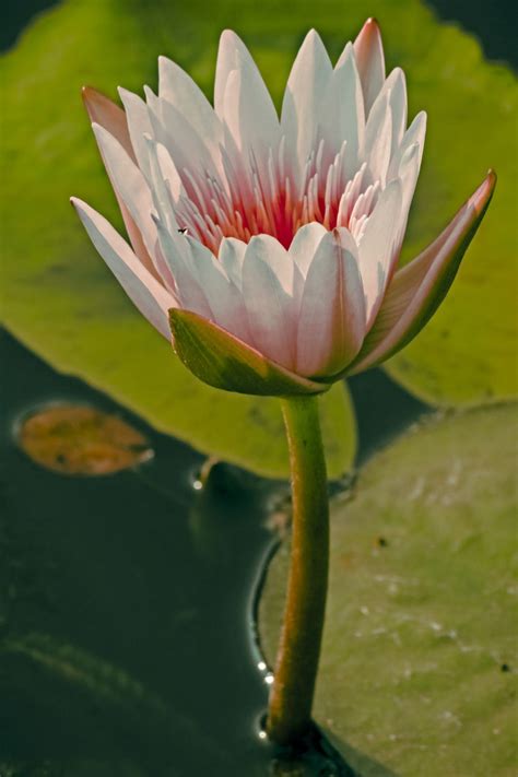 Pink Water Lily Flower Meaning | Best Flower Site