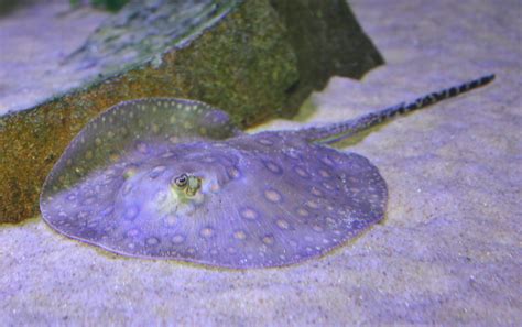 Absolutely Fish Blogs - Keeping Freshwater Stringrays