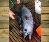 Yellowfin Tuna - Description, Habitat, Image, Diet, and Interesting Facts