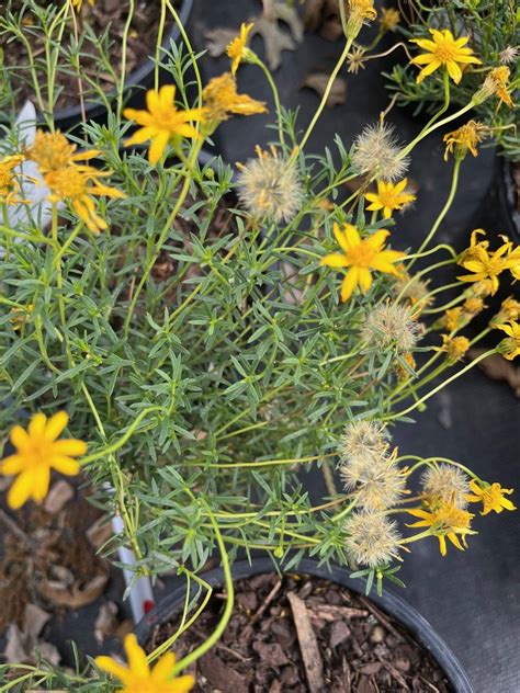 Native Perennials for Central Texas - Backbone Valley Nursery