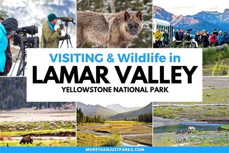 LAMAR VALLEY: A Trip to Yellowstone's Best Wildlife Viewing Spot