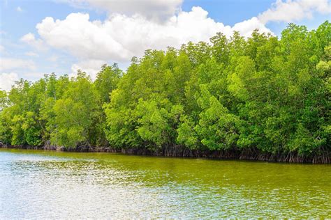 Beautiful mangrove forest landscape in Thailand 2198337 Stock Photo at ...