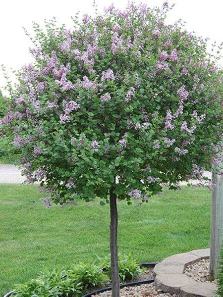 Dwarf korean lilac, Dwarf korean lilac tree, Korean lilac tree