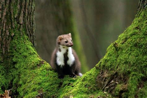 24 Wild Animals in Portugal [Wildlife in Portugal] - Kevmrc