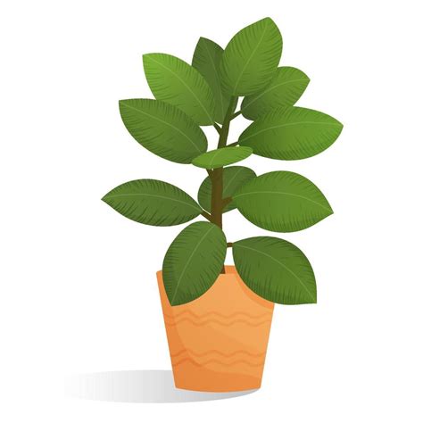 Cartoon plant with big leaves in pot. Isolated vector illustration ...