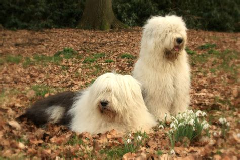 Two Old English Sheepdogs Wallpaper - My Doggy Rocks