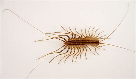 House Centipede - Facts, Information & Pictures