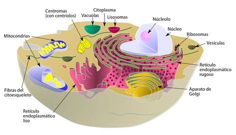 Estructura Y Funcion De La Celula Procariota Y Eucariota 2021 Idea E ...