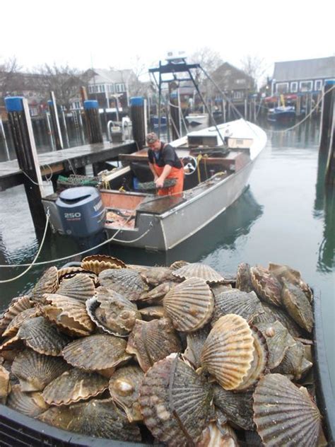 Look at these gorgeous Nantucket Bay scallops. YUM! Recipe in blog post: Scallop and Ham, with ...