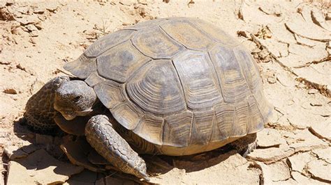 Desert Tortoise Care | Animal Health Topics / School of Veterinary Medicine