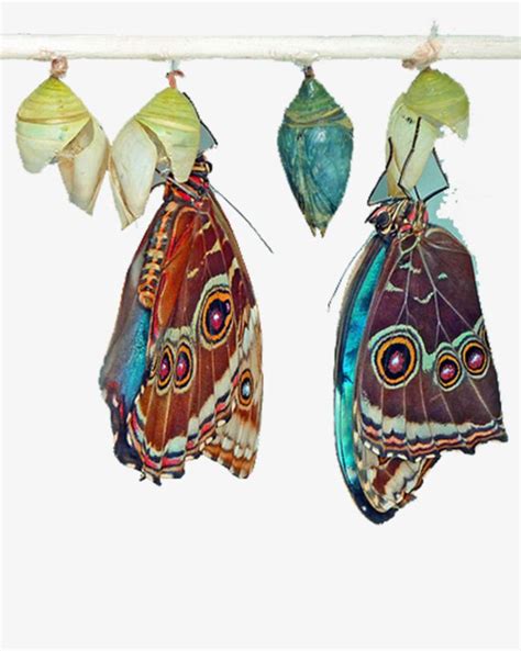 Butterfly Cocoon PNG Images, Butterfly Clipart, Butterfly, Colorful Butterfly PNG Transparent ...