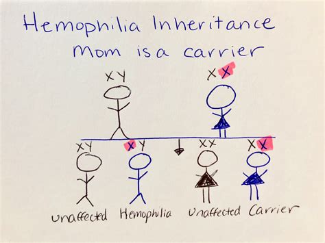 Illustrations of Hemophilia Inheritance Patterns Need Updating