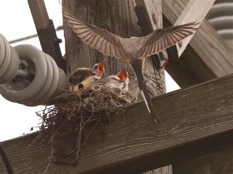 Scissor-Tailed Flycatcher Facts, Info, Habitat, Pictures