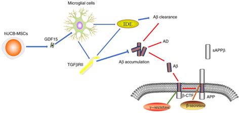 Emerging roles of growth differentiation factor‑15 in brain disorders (Review)