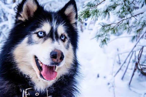 Extra DNA Produces Blue Eyes in Huskies | Genetics | Sci-News.com