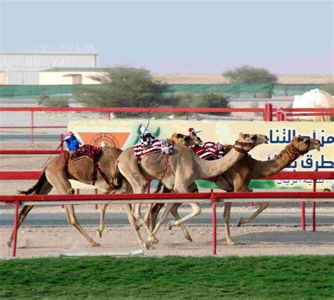 Jay's Adventures: Camel racing technology