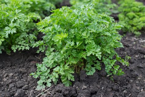 Growing Parsley: 5 Tips for Getting Started