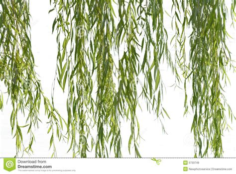 Weeping Willow Tree Silhouette at GetDrawings | Free download