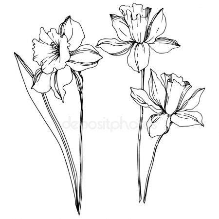 Vector Narcissus floral botanical flowers. Black and white engraved ink art. Iso , #ad, #botani ...