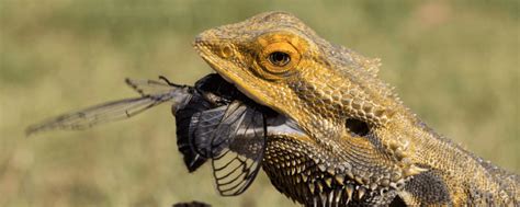 26 Frequently Asked Questions About Bearded Dragon Diet - Reptileszilla