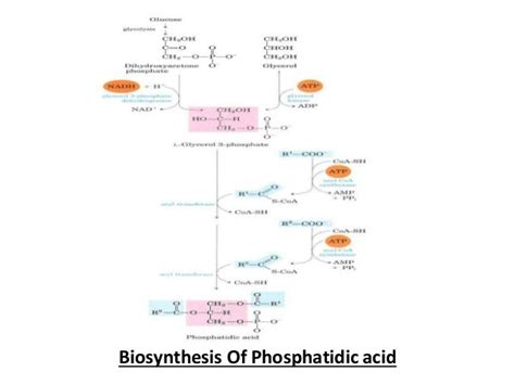 Biosynthesis of Phospholipids