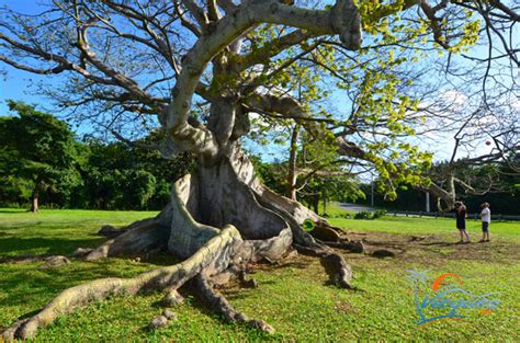 The Vieques Ceiba Tree Park | Vieques