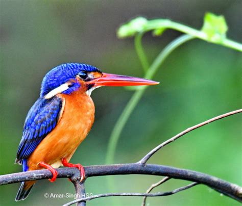 Blue-eared Kingfisher - immature female - Bird Ecology Study Group