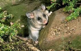 Mountain Pygmy Possum | Animals Facts & Pictures | All Wildlife Photographs