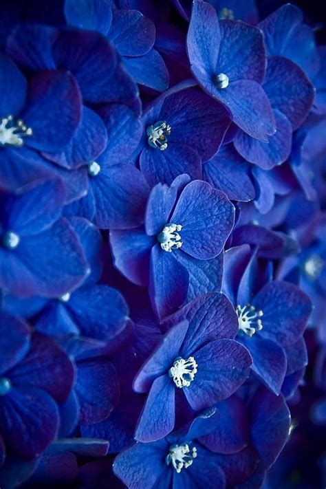 The 25+ best Indigo flower ideas on Pinterest | Dark blue flowers, Dark blue and Dark flowers