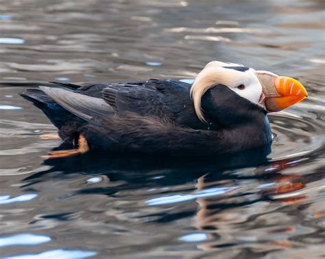 Viking Cruise Alaska Inside Passage - June 1 | Flickr