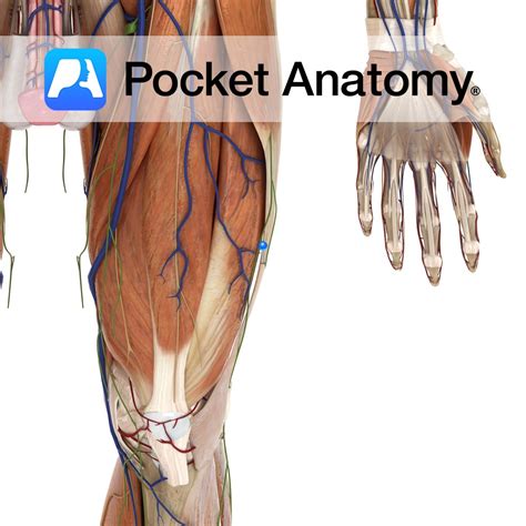 Iliotibial tract - Pocket Anatomy