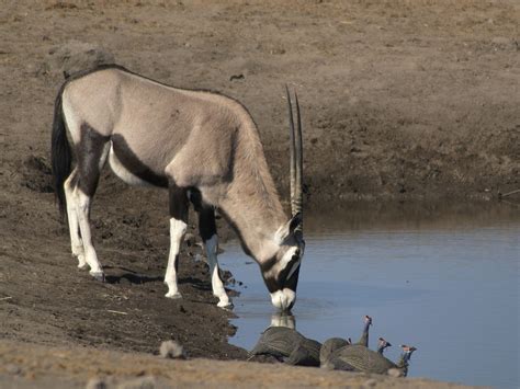 Oryx | The Life of Animals