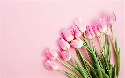 Pink tulips, bouquet, tulips on a pink background, floral background, spring flowers, HD ...