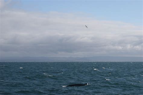 Minke whale | On the Elding whale watching tour on 23 Septem… | Flickr