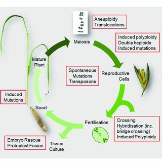 (PDF) Natural and artificial sources of genetic variation used in crop ...