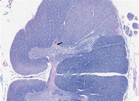 Central Nervous System | histology