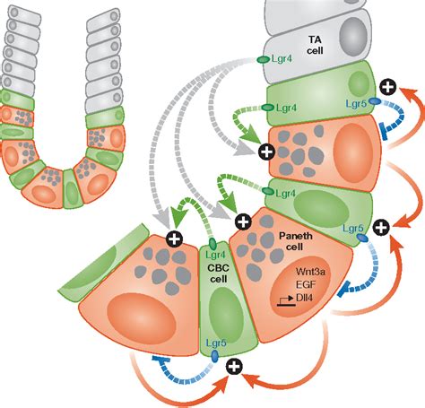 Figure 1 from The nature of intestinal stem cells' nurture. | Semantic ...