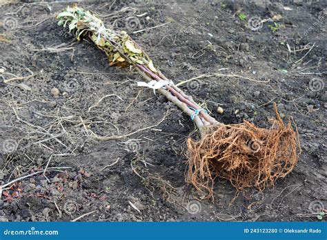 Planting Bare Root Trees in Autumn. a Close-up of Bare Root Fruit Trees on the Ground Ready for ...