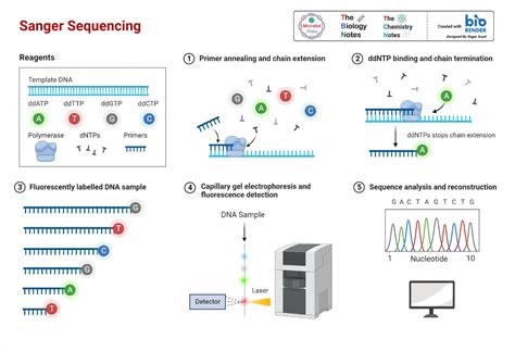 Genomics (Structural and Functional): Methods, Uses