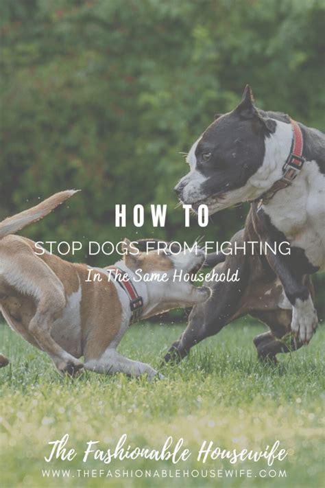 How to Stop Dogs from Fighting in the Same Household • The Fashionable ...