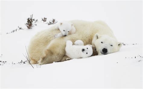 Wallpaper Polar bears, cubs, sleep in the snow 2560x1600 HD Picture, Image